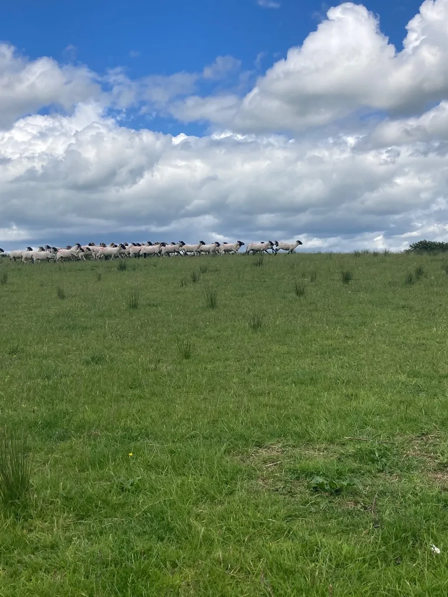 Lanark hoggets - Image 4
