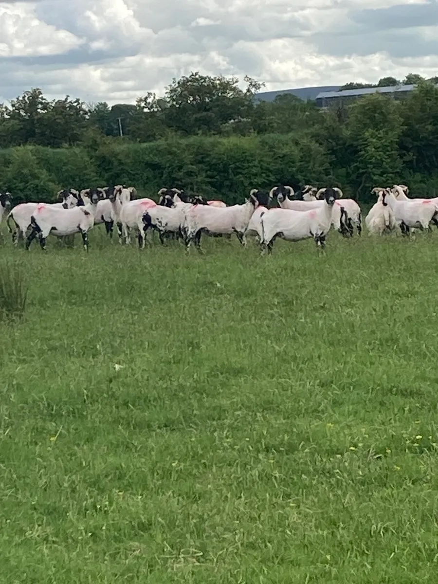 Lanark hoggets - Image 1