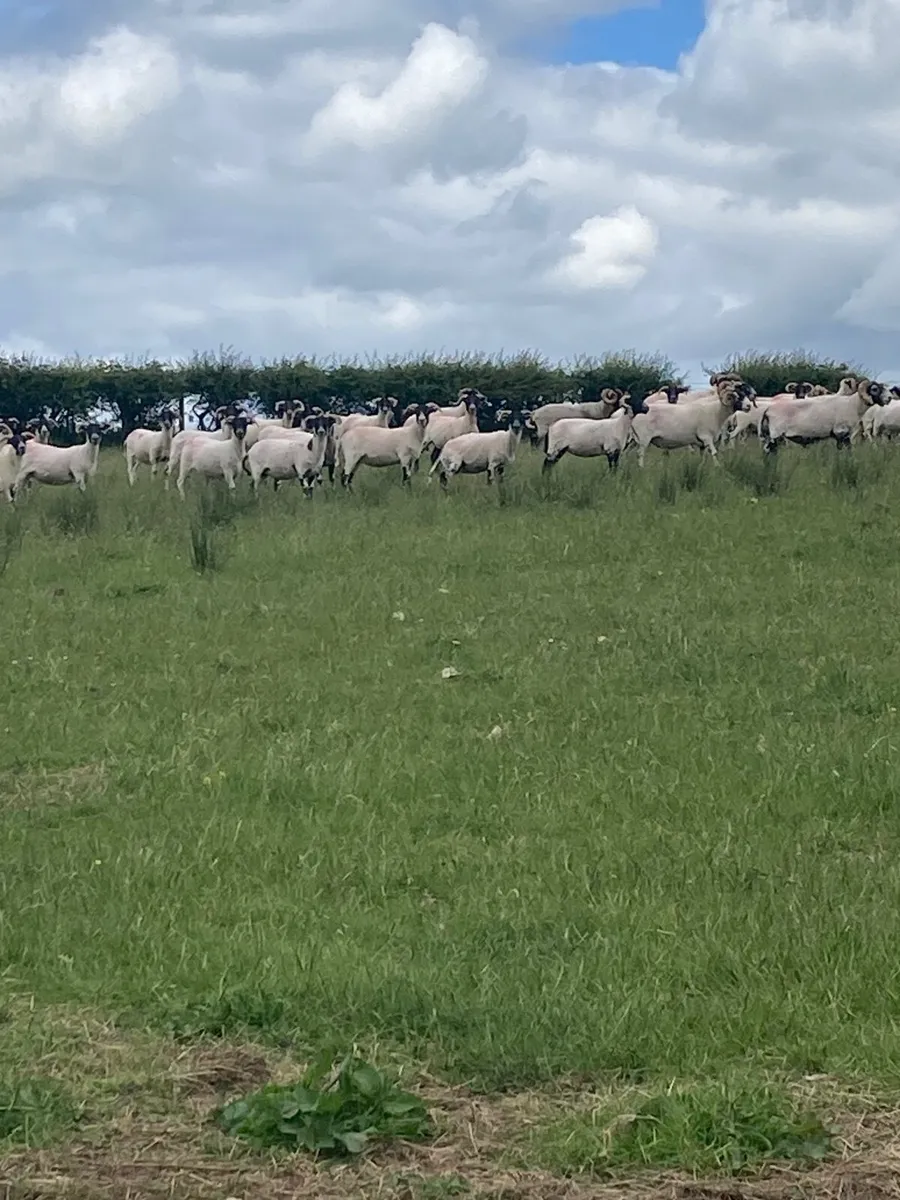 Lanark hoggets - Image 2