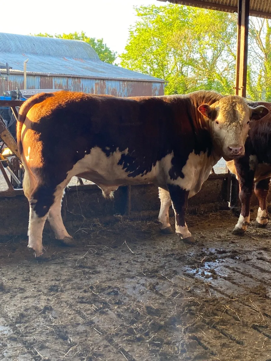 Pedigree Hereford Bulls - Image 1
