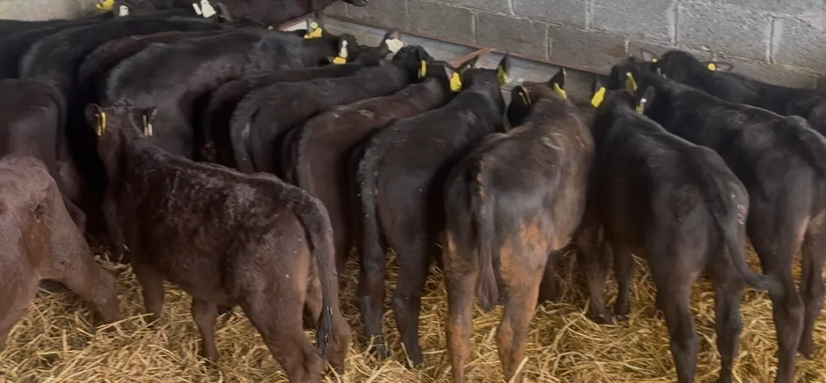 Large selection runners available weekly - Image 4