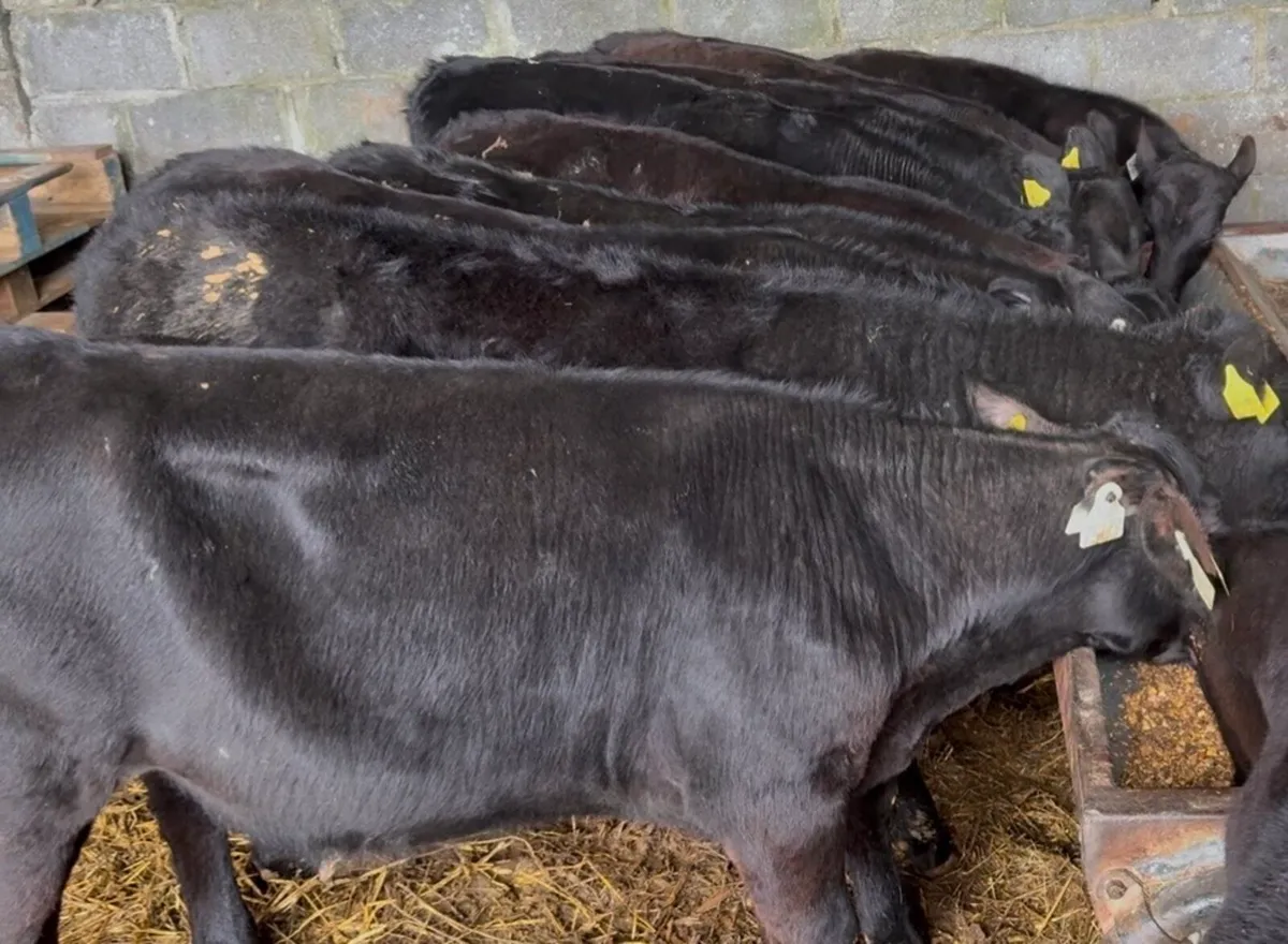 Large selection runners available weekly - Image 3