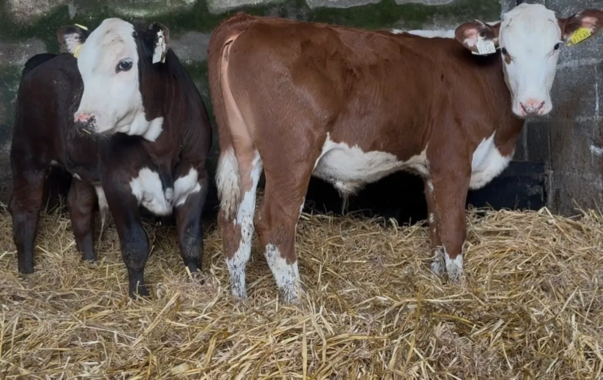 Large selection runners available weekly - Image 2