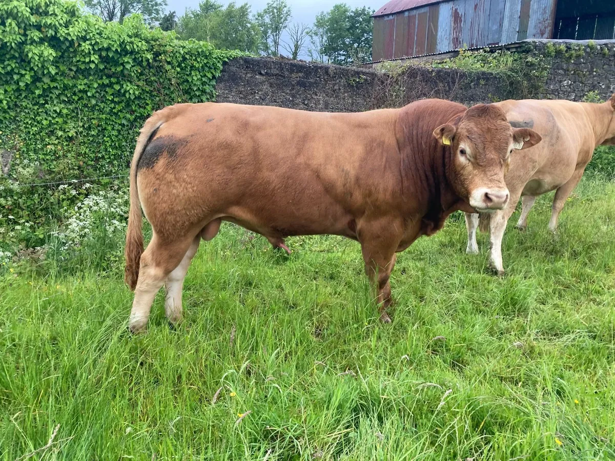 Limousin Bull - Image 1