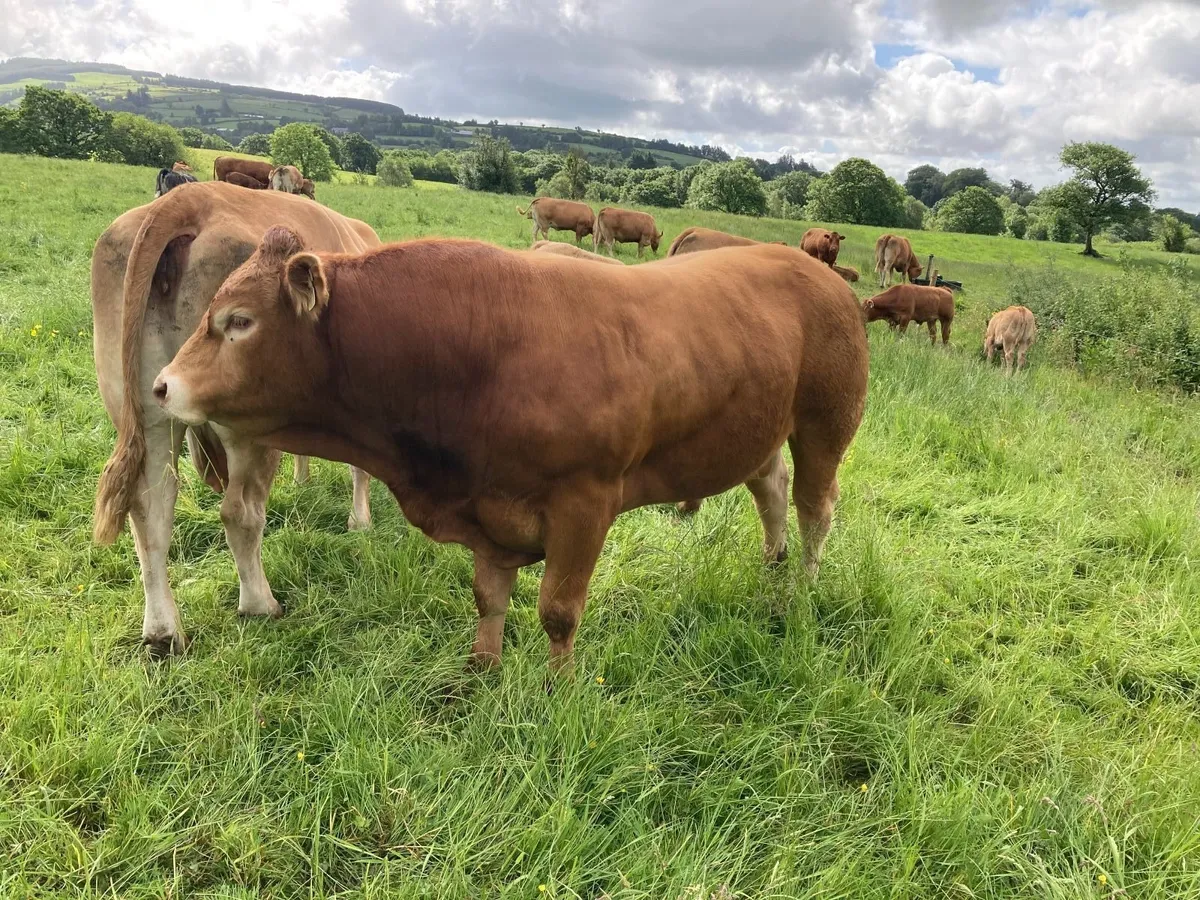 Limousin Bull - Image 2