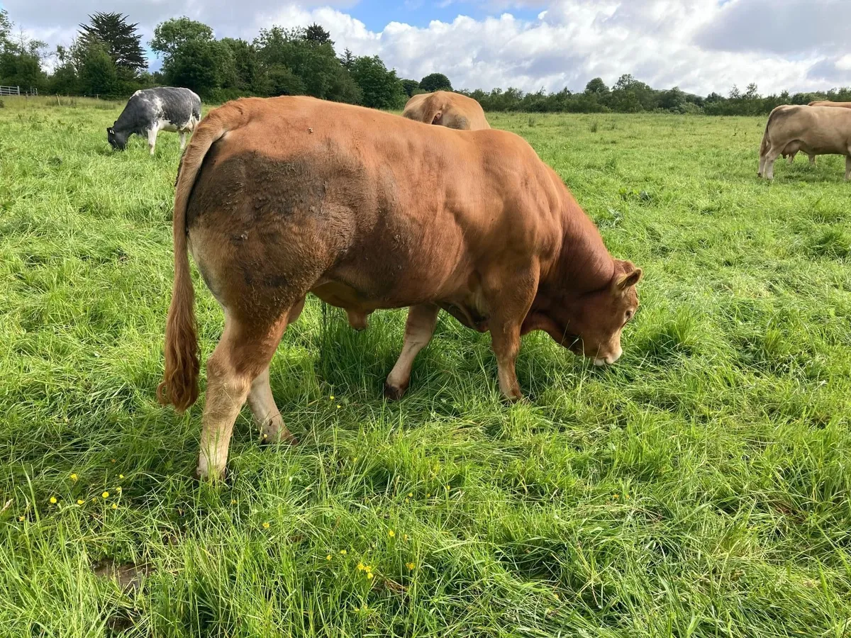 Limousin Bull - Image 3