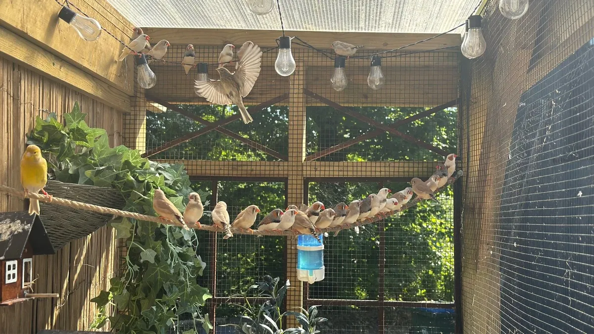 Finches - Image 1