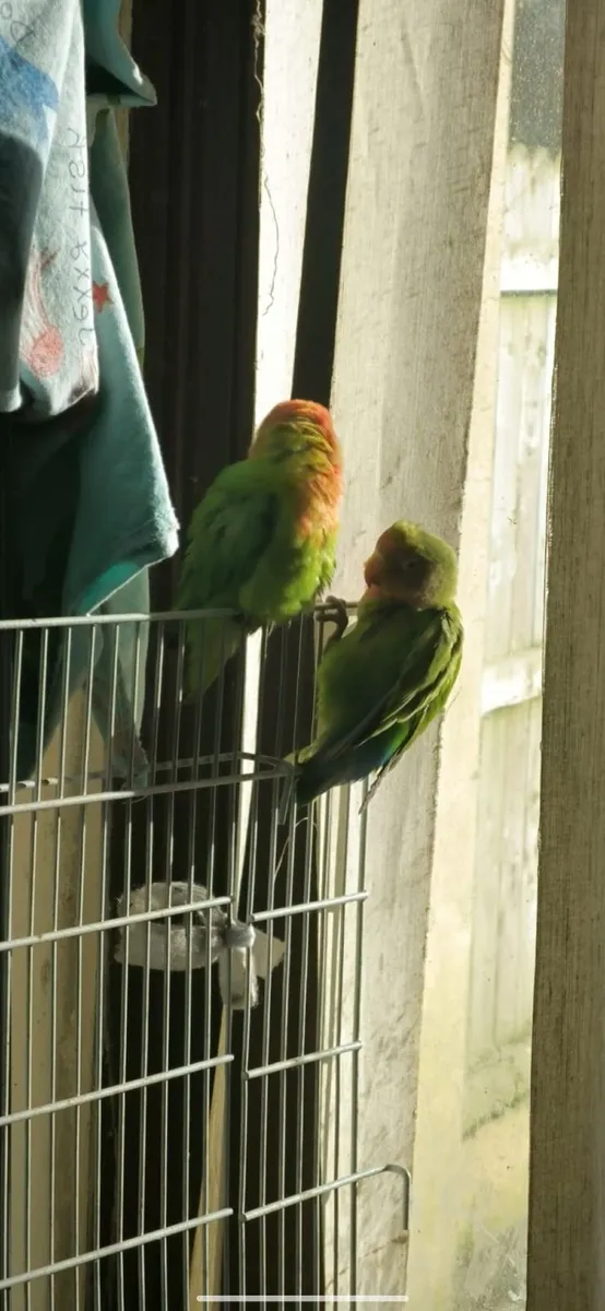 Lovebird pair and this year's cannaries - Image 1