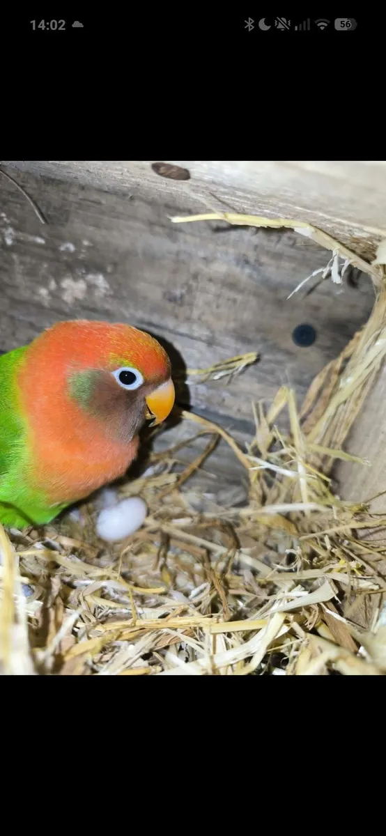 Lovebird pair and this year's cannaries - Image 3