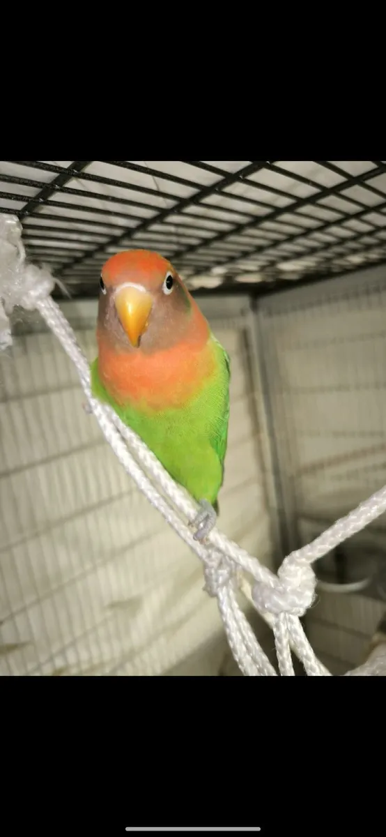 Lovebird pair and this year's cannaries - Image 4