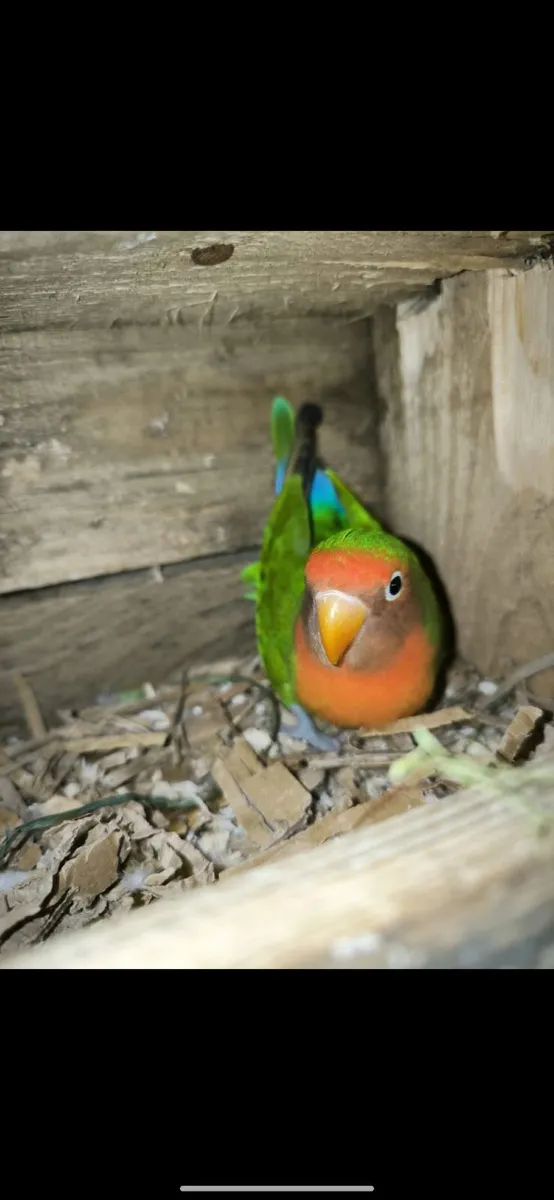 Lovebird pair and this year's cannaries - Image 2