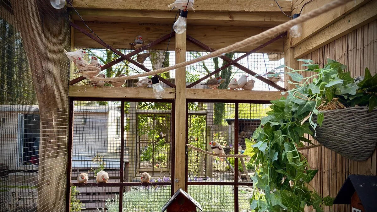 Finches - Image 3
