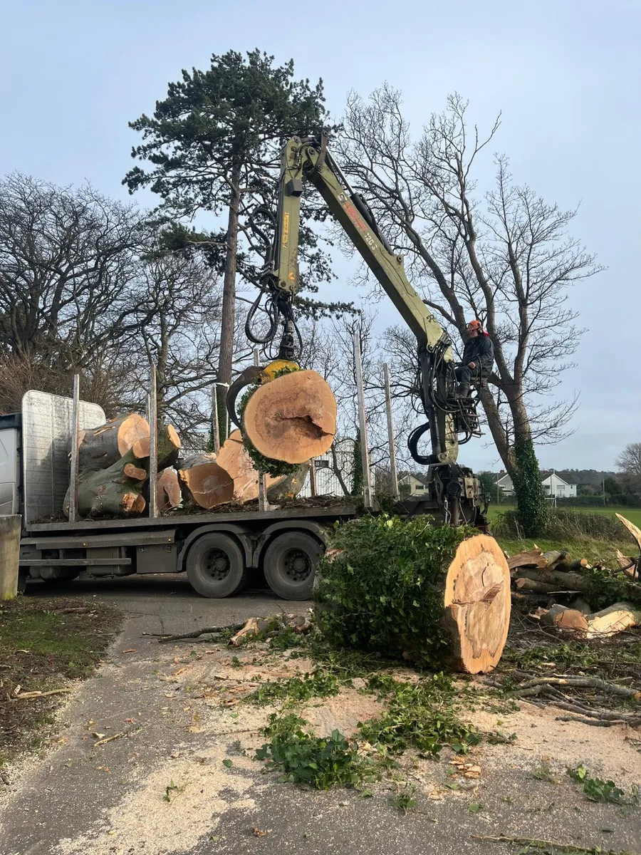 Tree surgeon - Image 4