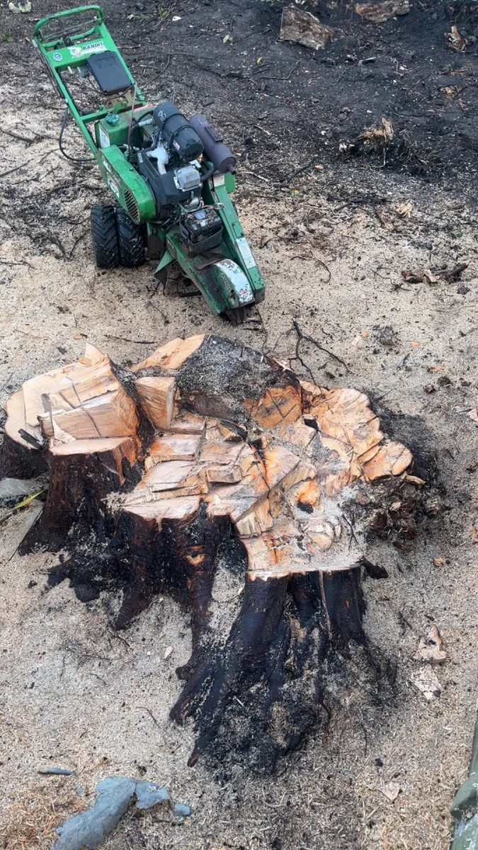 Tree surgeon - Image 2