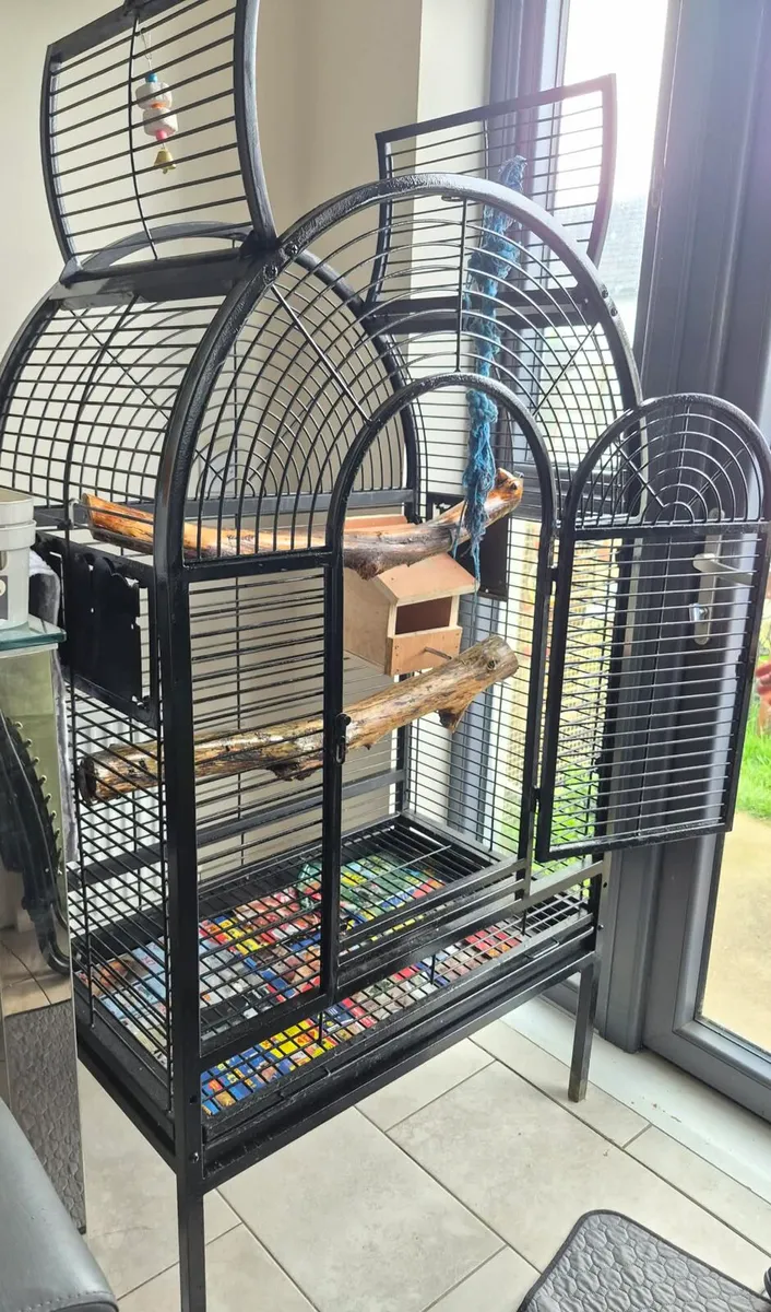 Kakariki pair for sale with cage & accessories - Image 2