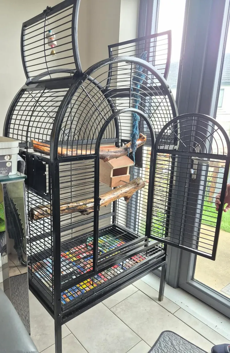 Kakariki pair for sale with cage & accessories - Image 1