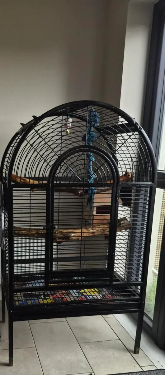 Kakariki pair for sale with cage & accessories - Image 3