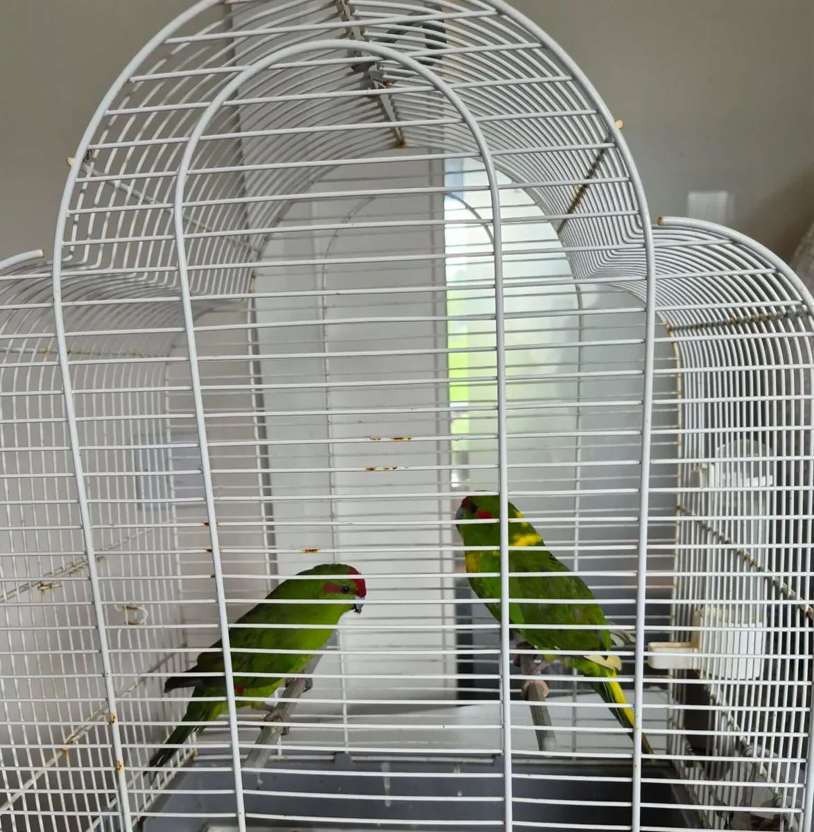 Kakariki pair for sale with cage & accessories - Image 4