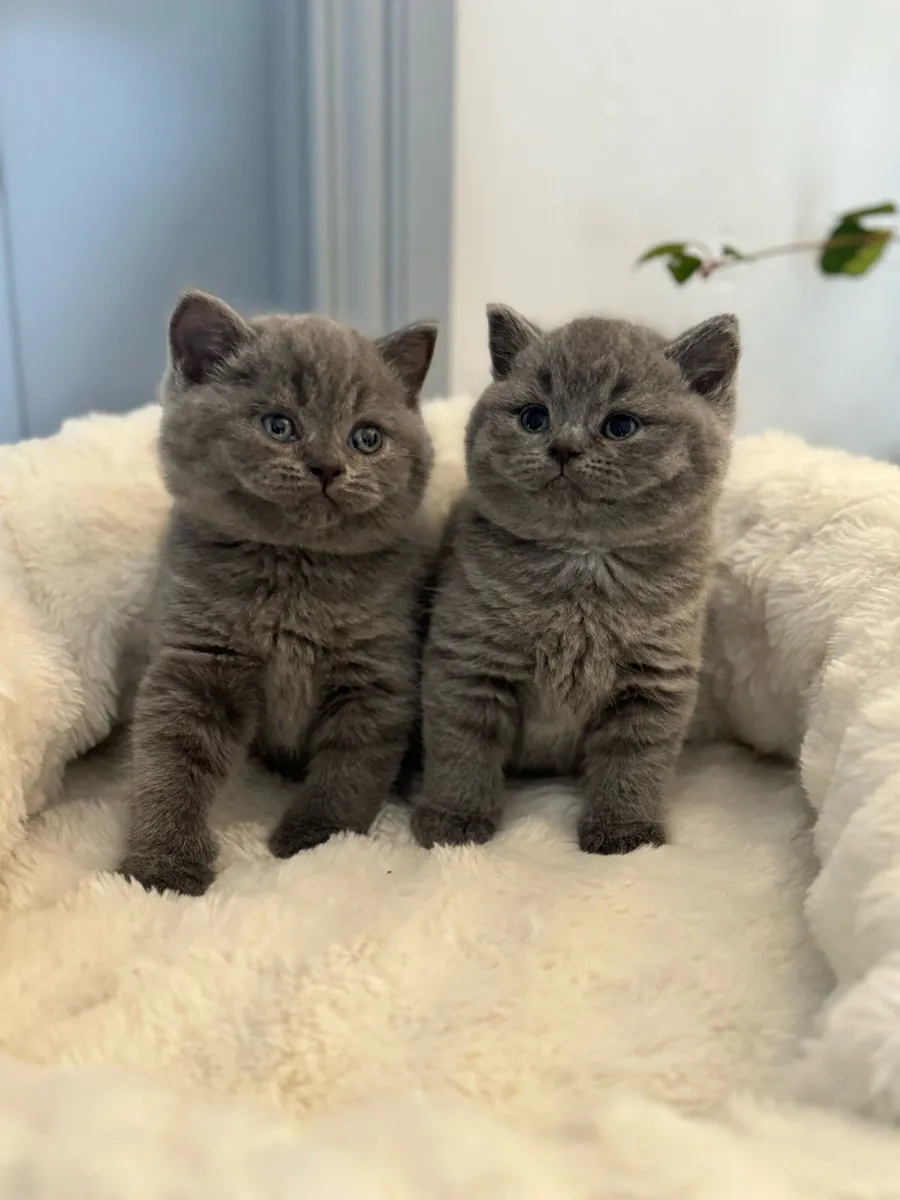 British Shorthair ready to go - Image 2