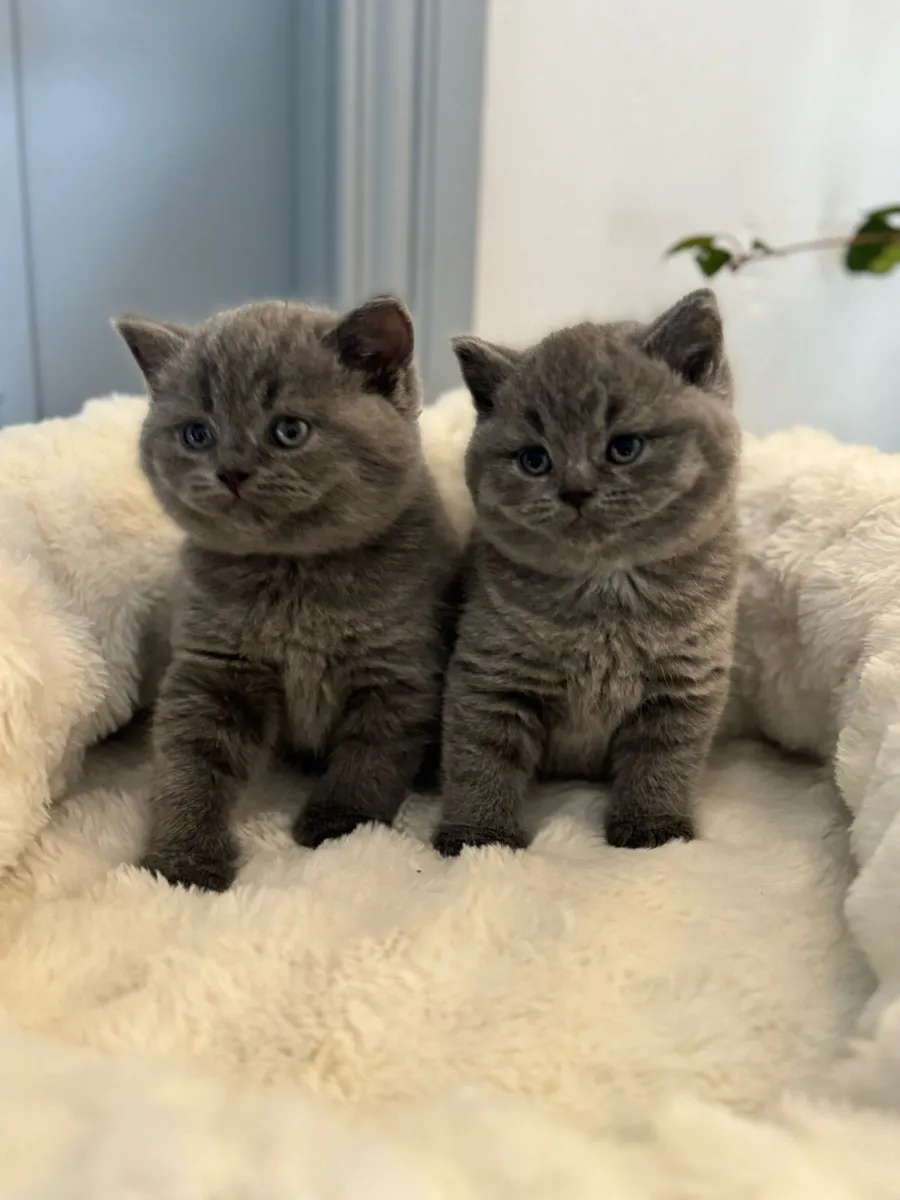 British Shorthair ready to go - Image 3
