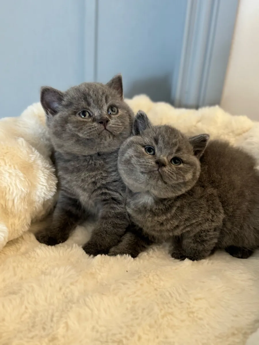 British Shorthair ready to go - Image 4