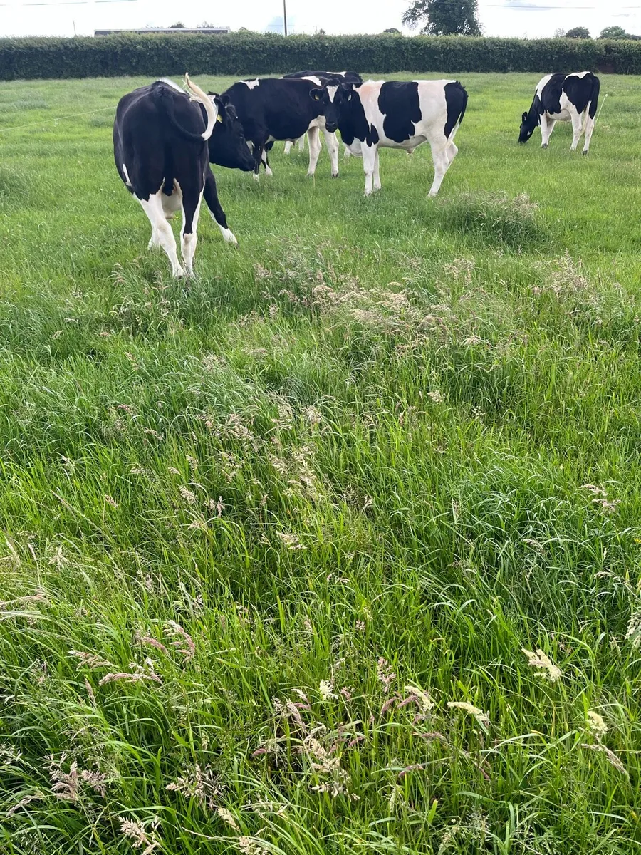 Bullocks - Image 3