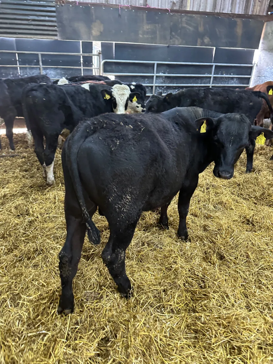 Hereford Angus and blue bulls - Image 3