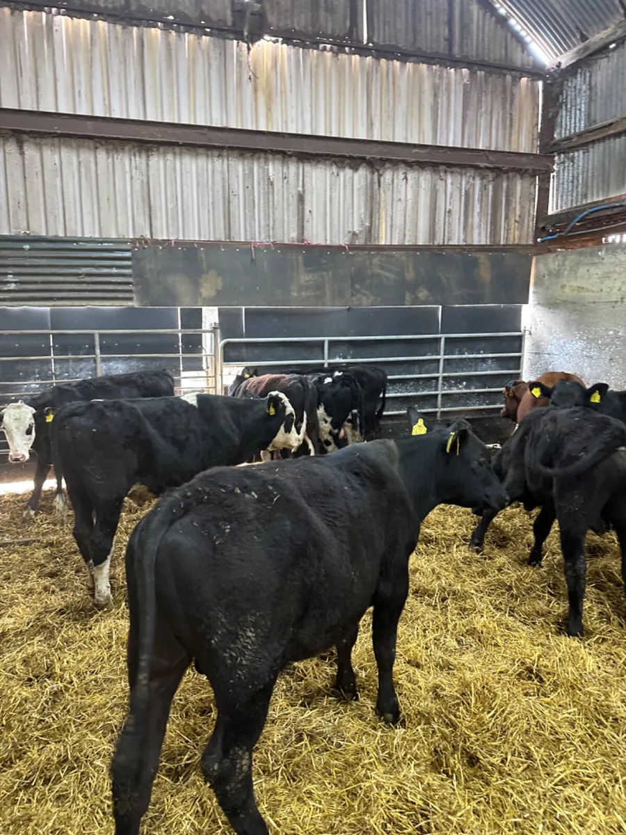 Hereford Angus and blue bulls - Image 1