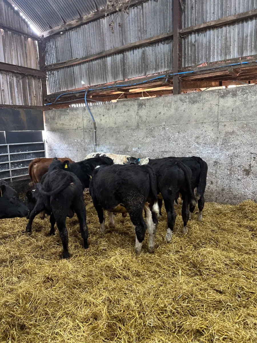 Hereford Angus and blue bulls - Image 2