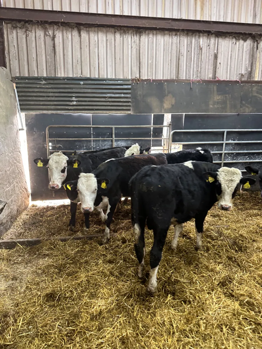 Hereford Angus and blue bulls - Image 4