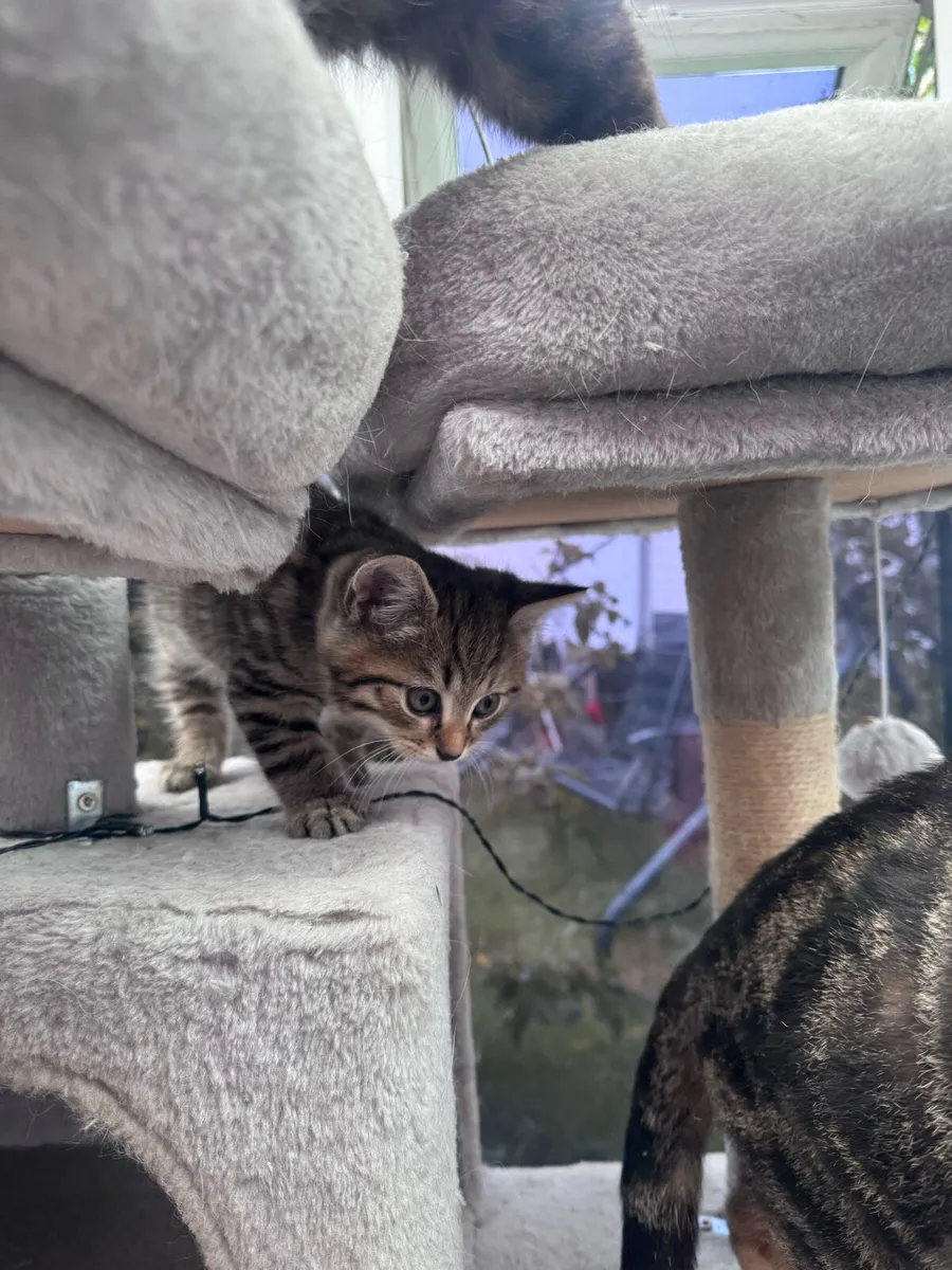 Kitten - Image 4