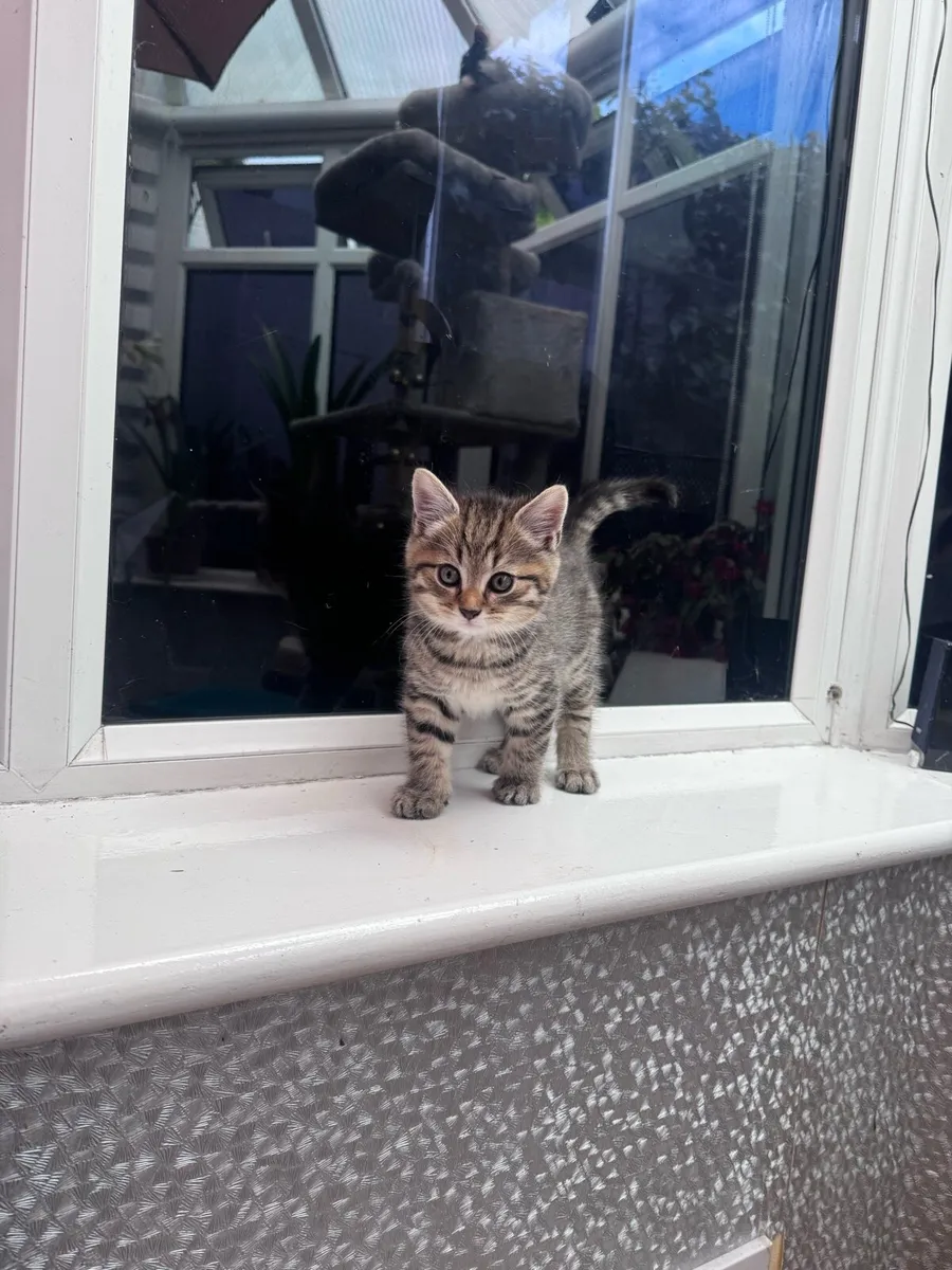 Kitten - Image 1