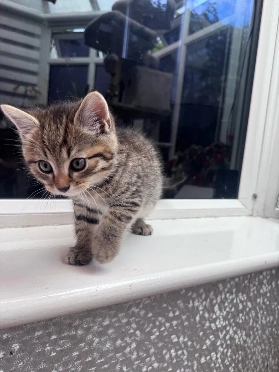 Kitten - Image 2