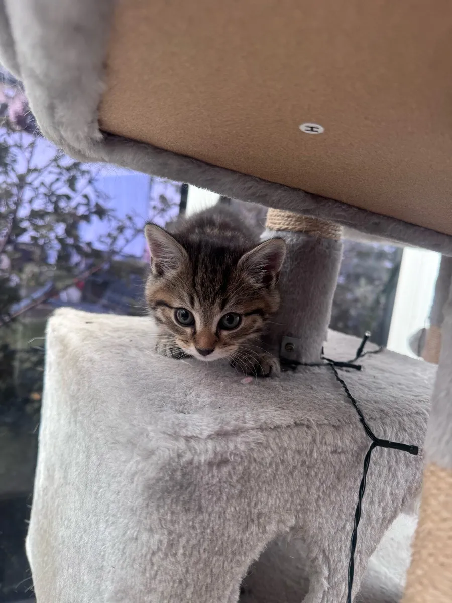 Kitten - Image 3