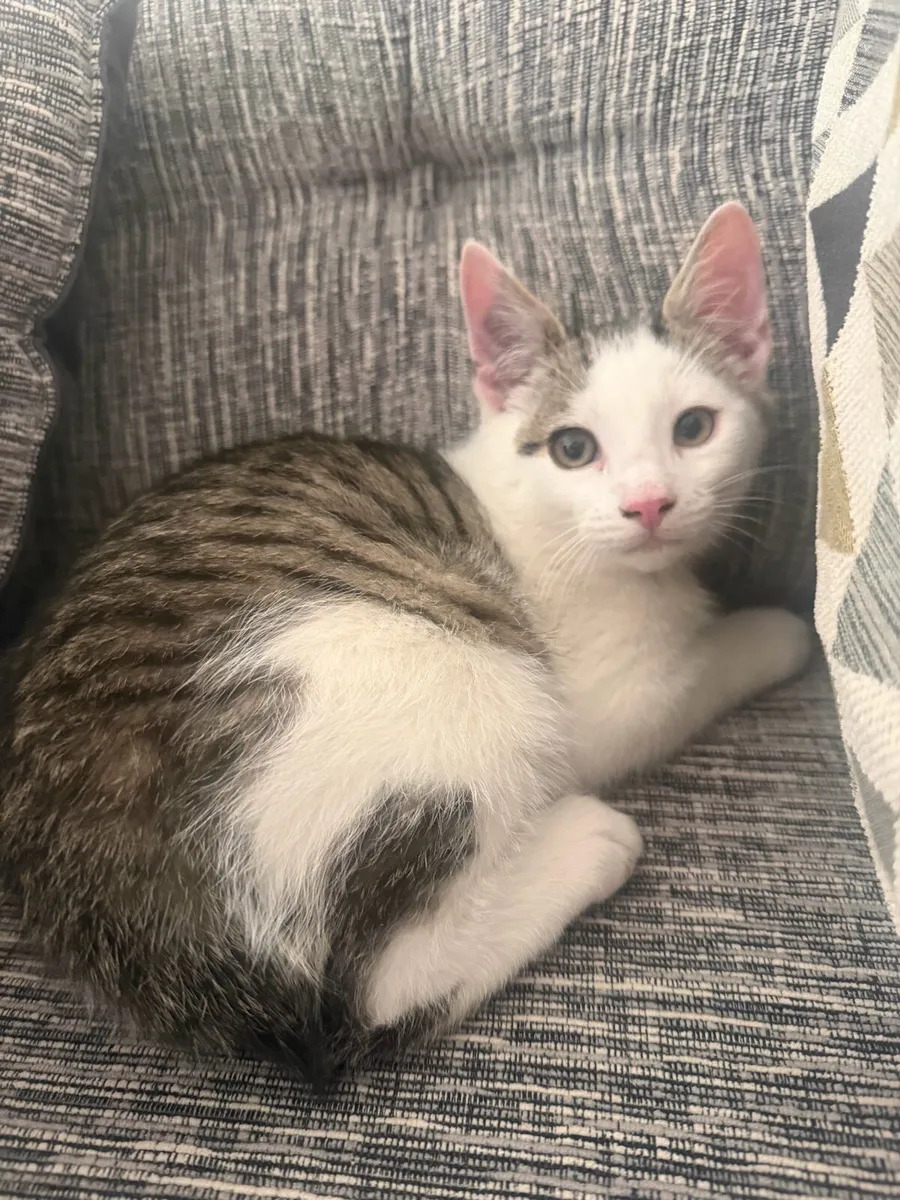 Beautiful Kitten - Image 1