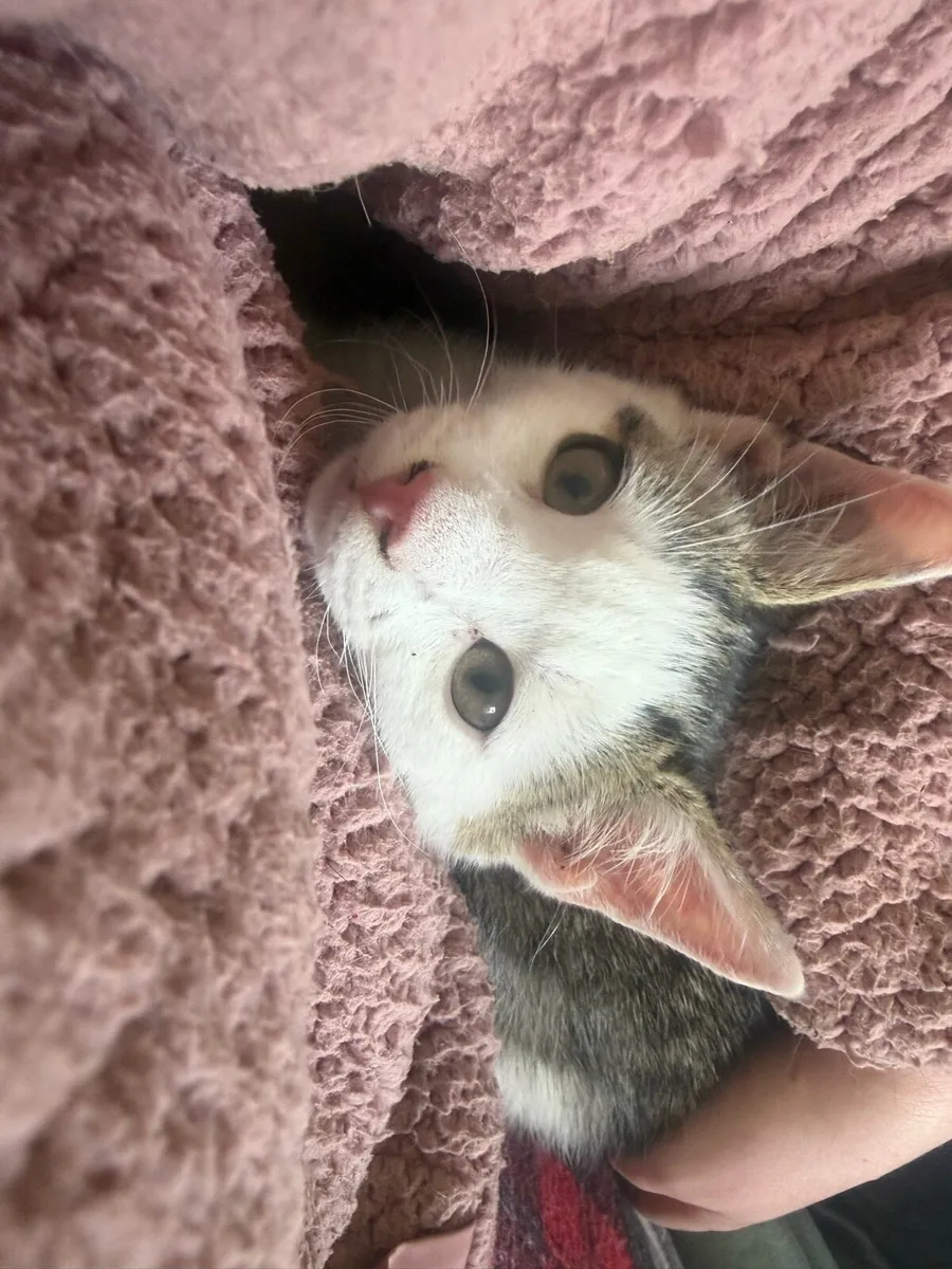 Beautiful Kitten - Image 3