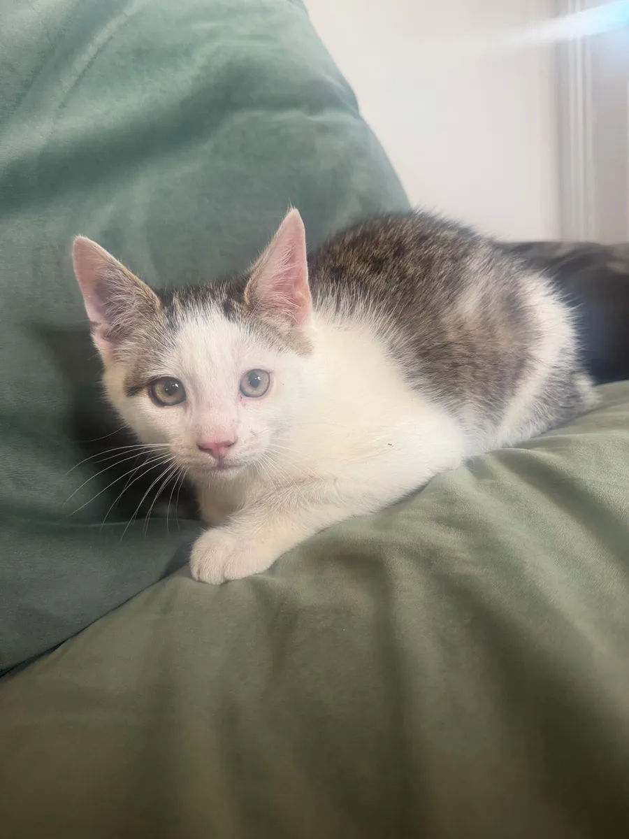 Beautiful Kitten - Image 4