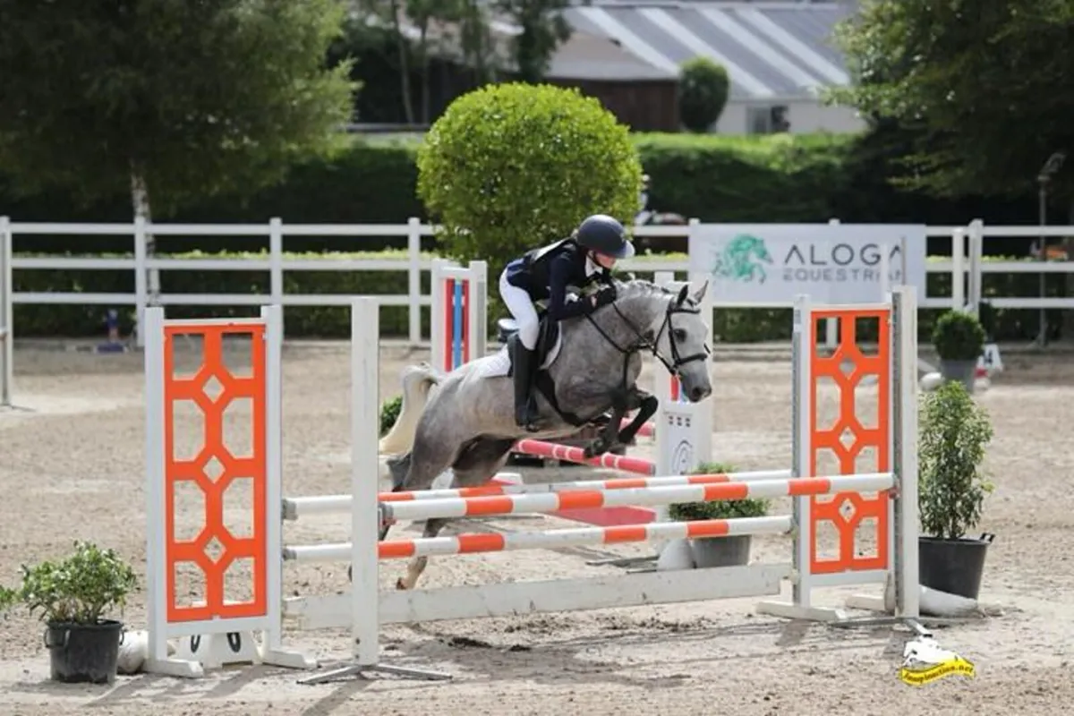 Stunning showjumping pony - Image 1