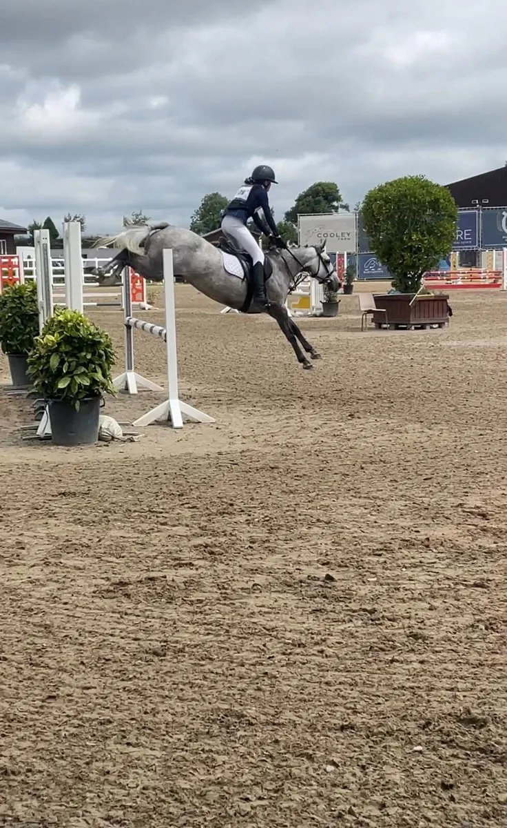 Stunning showjumping pony - Image 2