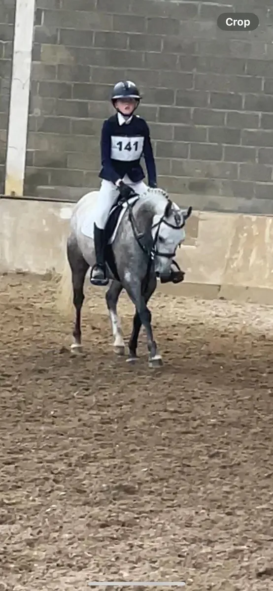 Stunning showjumping pony - Image 3