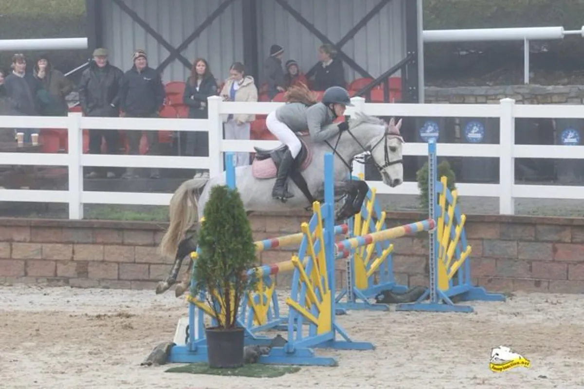 Stunning showjumping pony - Image 4