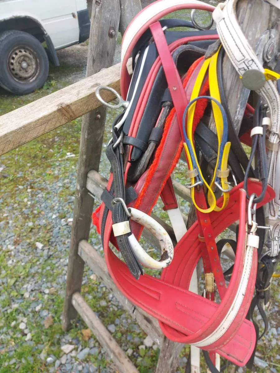 Two sets of Harness - Image 3