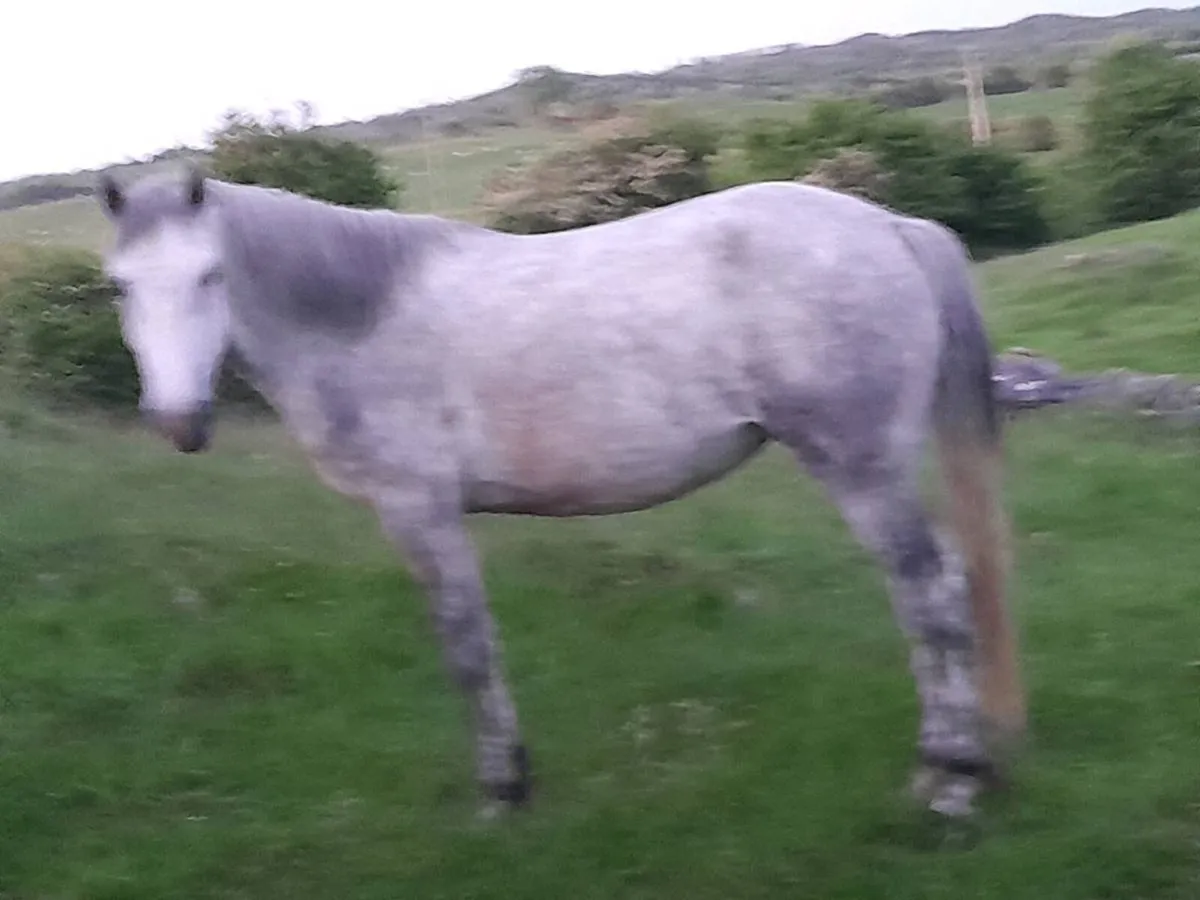 3yr old Reg Connemars filly - Image 2