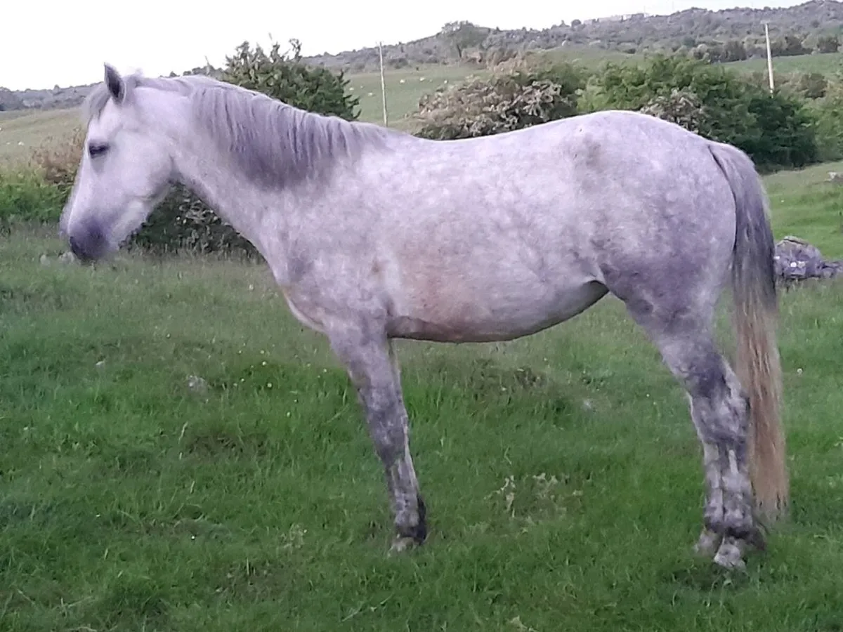 3yr old Reg Connemars filly - Image 1