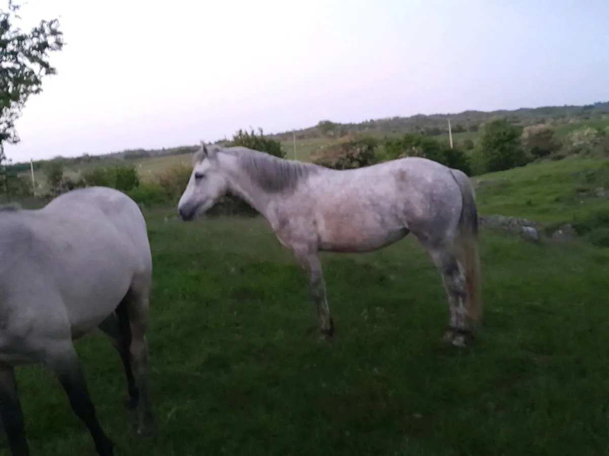 3yr old Reg Connemars filly - Image 3