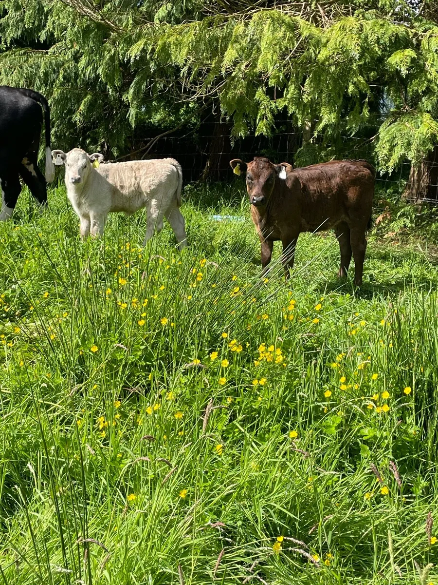 2 whitehead cows with super heifer calves at foot - Image 3
