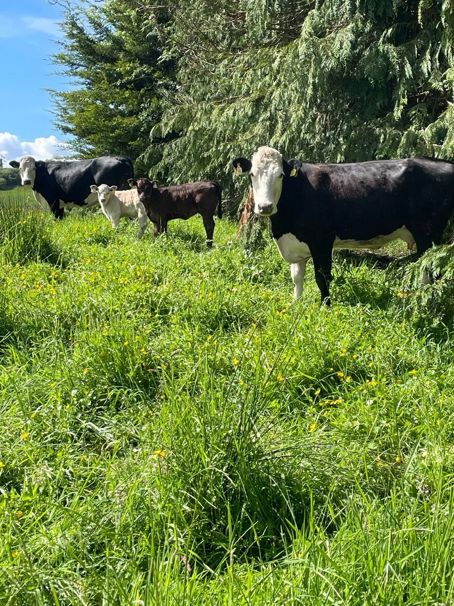 2 whitehead cows with super heifer calves at foot - Image 2