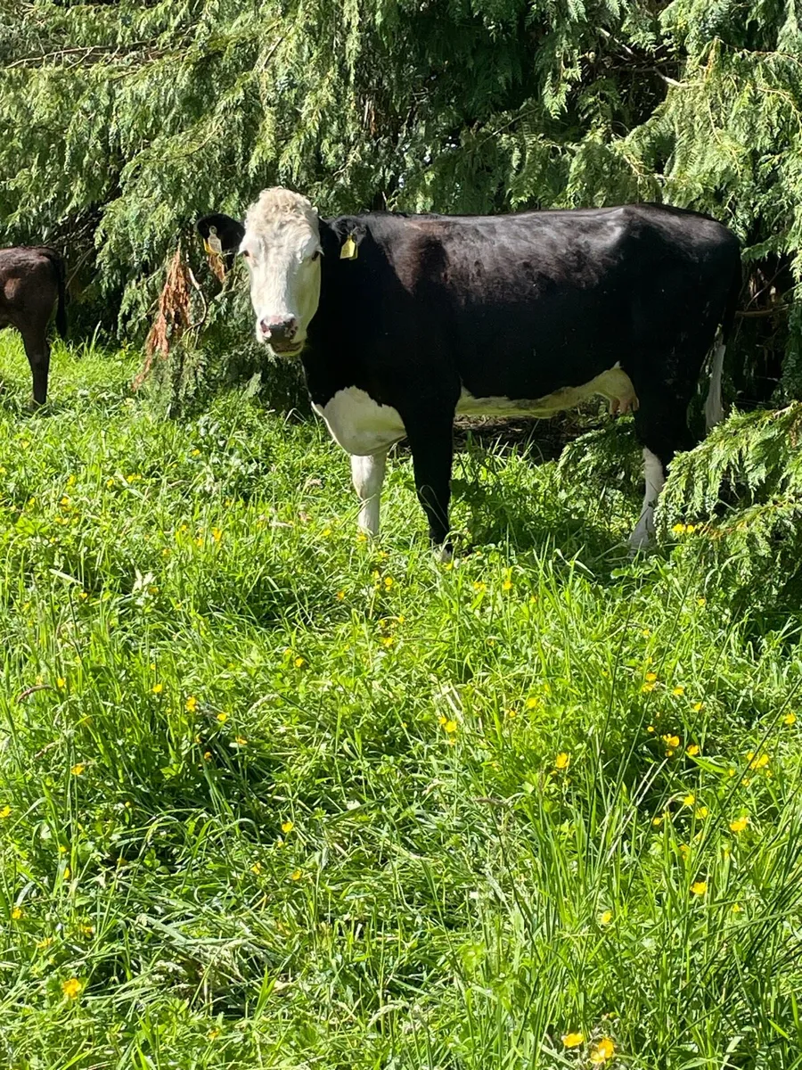2 whitehead cows with super heifer calves at foot - Image 4
