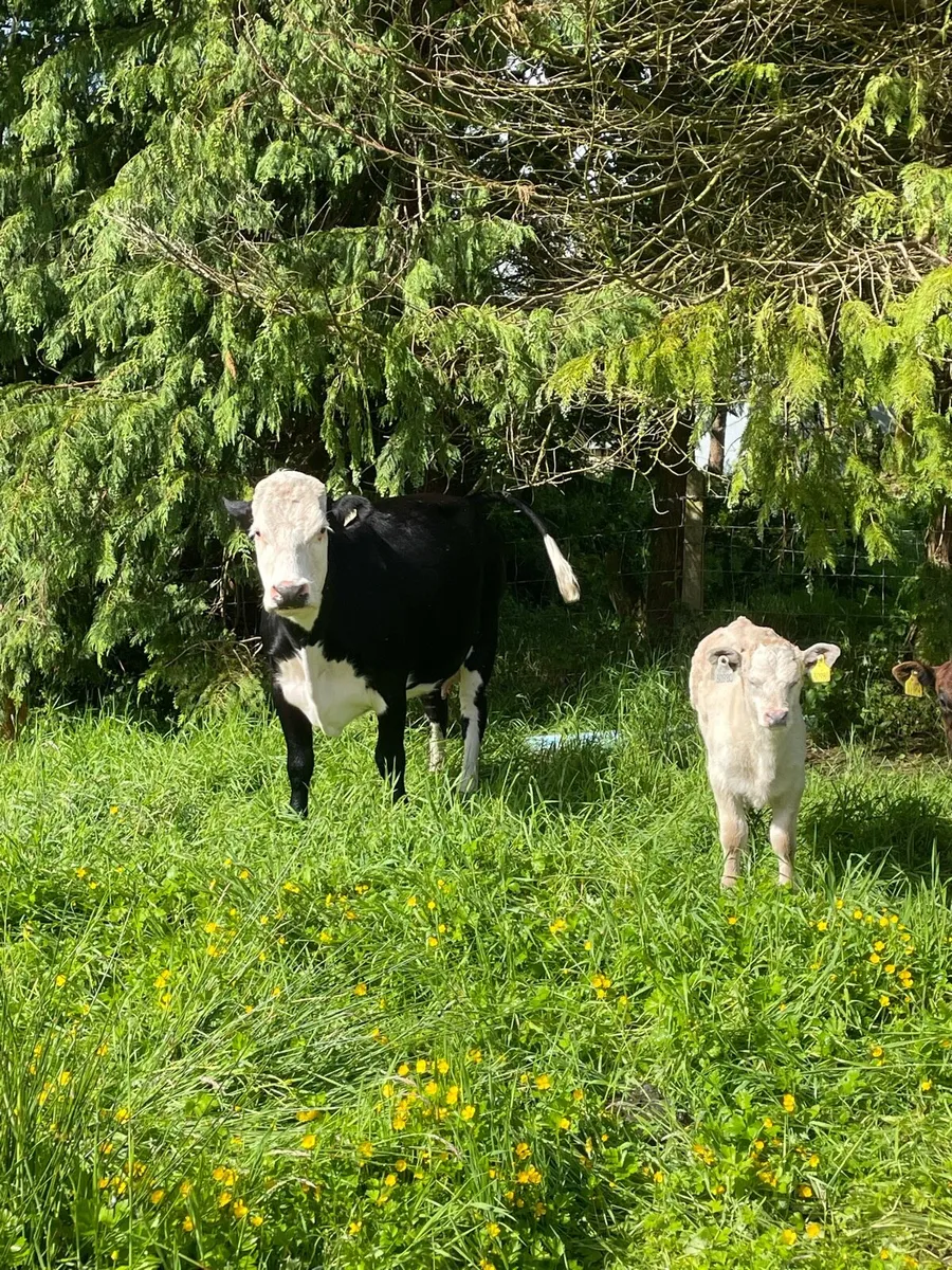 2 whitehead cows with super heifer calves at foot - Image 1