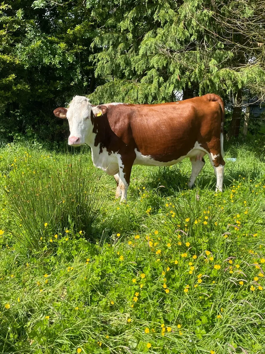 Super herford Incalf cow on time to pb limousine - Image 1